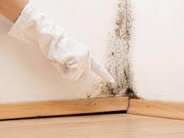 Best Mold Odor Removal Services  in Holly Springs, GA